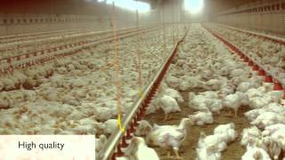 Feeding day old chickens VDL Agrotech feedpan Fittra