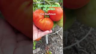 Red beefsteak tomatoes. Best tomato plants. Florida garden. Zone 10