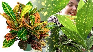 КРОТОН / КОДИЕУМ  уход в домашних условиях 🌿 Почему опадают листья?