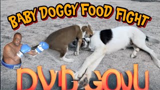 PUPPIES FIGHT OVER FOOD. CEASEFIRE TRAINING