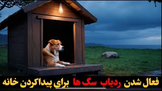 سگ ها چطور راه خونه خودشون رو پیدا میکنن ❗❗❗