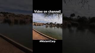 Ultra clear water urban carp! #fishing #carpfishing #azfishing #mutant #fantail