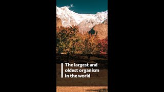 The largest and oldest organism in the world