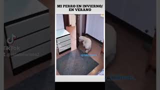 el perro más comodo #shorts #viral #perro