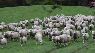 Sheep Sound Effect: Nature's Musical Masters in Action