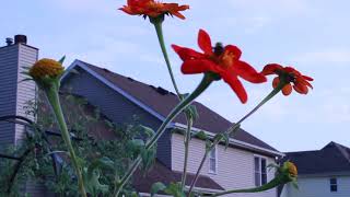 Busy Bees in the Garden | CulinaryGardensCo