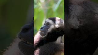 Wild Gibbons in Cambodia ❤️🐵 #shorts