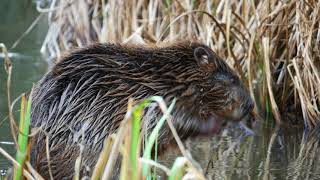 Beavers Return to Dorset with Dorset Wildlife Trust