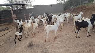 Qasmi goat faram sindhipura pipar city 2018