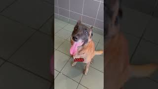 Partie 2. #chien #viral #malinois #youtubeshorts #video #dog #atom #k9