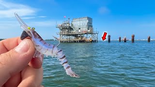 I Tossed a FAKE SHRIMP Around This OIL RIG and Caught MULTIPLE Tasty Fish!!