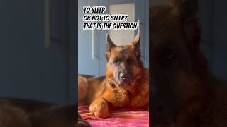 Cooper the Hamlet 🤣🤣#dog #germenshepherd #sleep #cute #trending #comedy #shorts #funny #humor