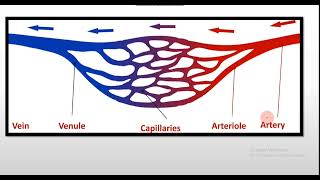 Blood vessels|Functions|Arteries and Veins|Types of arteries and veins|