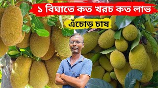 এঁচোড় চাষে এক বিঘাতে কত খরচ কত লাভ? Jackfruit farming 1 bigha cost and profit.