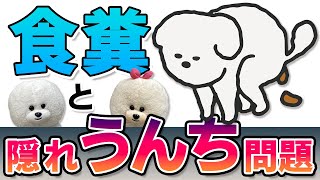 【犬のしつけ】食糞と隠れうんち問題【悩み相談ライブ切り抜き】