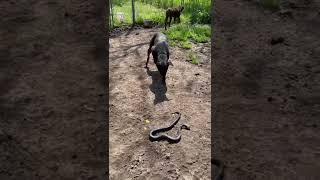 Dogs VS Snake