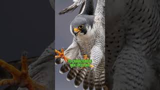 Peregrine Falcon | Fastest Member Of The Animal Kingdom #viral #shorts