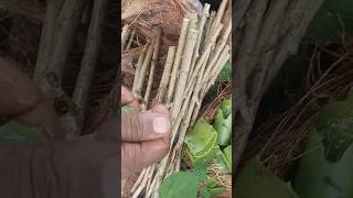 எளிய முறையில் செம்பருத்தி பதியம் #planting #hibiscus #ecofriendly #agri #farmer #youtubevideo #viral