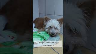 собаке было очень больно #pets #shorts #dog #veterinary