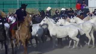 LOS CABALLOS más HERMOSOS y LINDOS del MUNDO / Los Gauchos de Guemes de SALTA