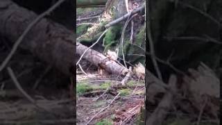 Squamish Hiking 2016/9/15