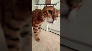 Subscribe, Magnus the Bengal cat is looking around