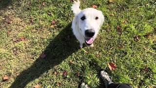 Lilly golden off leash hiking recall