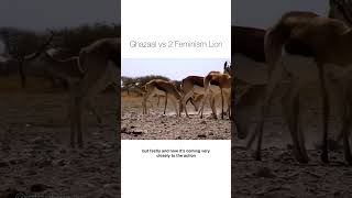 Ghazaal vs feminist lioness springbok escapes 3 lionesses while male lion watches #animals #nature