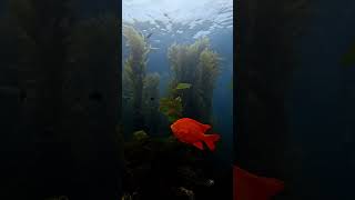 SCDiving | Scuba Diving Catalina Casino Point Part 3