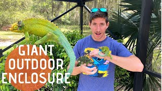 Biggest Outdoor Chameleon Enclosure!