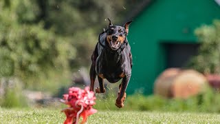 Train Your Doberman Pinscher for Scent Detection!