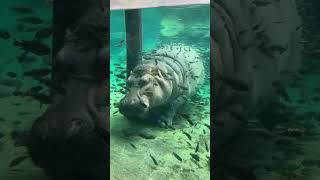 Hippopotamus is getting detailed by the cichlids 😳 Bush Gardens TampaBay