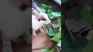 GOSHI Love sweetpotato leaves #Sweetpotatovine #kitchengardening #rooftopgarden #pets #Happiness