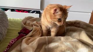 Котики Life of cats. Почему у меня бывает мокрый пододеяльник?