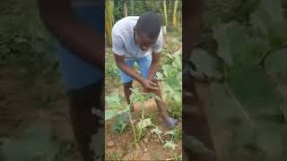 Organic pest management of killing caterpillars from kale by hands.