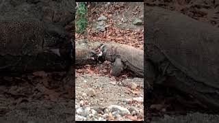 Komodo dragons are vegan