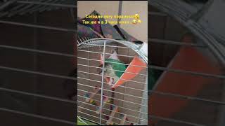 А у вас тоже так было ?😂 #shorts #memes #parrot #funny #animals #pets #love #birds #попугай #music