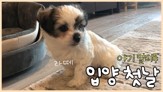 The 1st Day of Our Maltipoo Puppy Latte❣️| First Time Daddy = No-Bot🤖