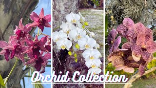 Tour of Garden. Orchids Collection #flowers #orchids hids