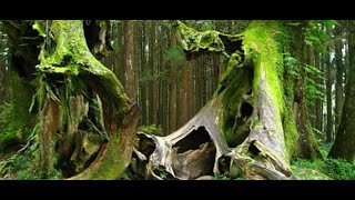 THE HAUNTING OF HOIA BACIU FOREST (ROMANIA)