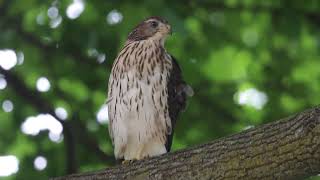 Young Coopers Hawk, Colonel Samuel Smith Park, 07/11/22