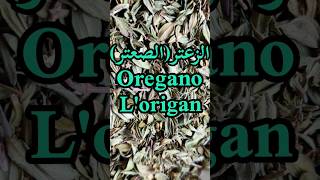 أهم الفوائد الصحية للزعتر(الصعتر)/Oregano benefits/Les bienfaits de l'Origan#shorts