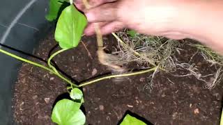 Finally Planting Sweet Potato Slips!🌱😊👍Got To Get Them In The Soil #growyourownfood #enjoygardening