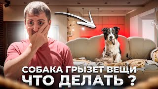 Собака грызет вещи в отсутствие хозяина, что делать?