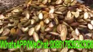 Fresh cocoa cutting machine