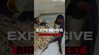 The most Expensive Bird's Nest #expensive #birds #animals