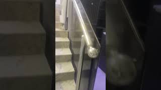 Dark Glass Staircase Railing #reels #trending #shortvideo #india #fyp #trend #youtube #shorts #short