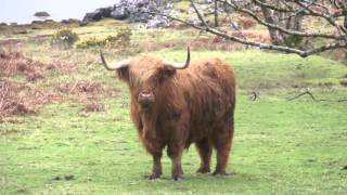 HIGHLAND CATTLE