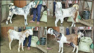 Extreme Quality 😍 Rare Maakhi Cheena Gujri Goats🐐 Available At #PathanFarmHouse..😇 #gujrigoat