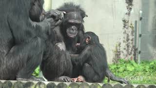 서울대공원 아기 침팬지 '아자' ( 13 Months Old Chimp 'AJA' )